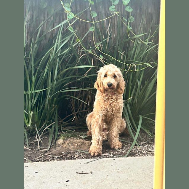 Photo of Poppy 🩷🎀