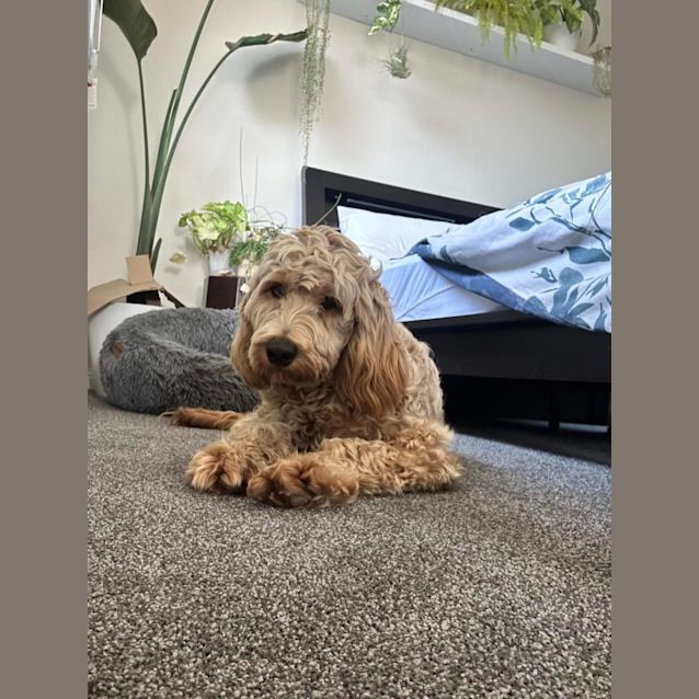 Photo of Poppy 🩷🎀