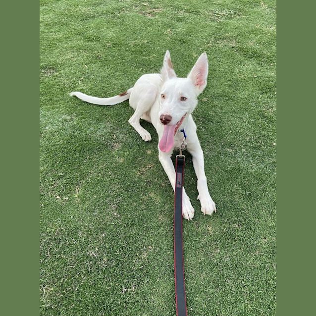 Photo of Henry 🌻