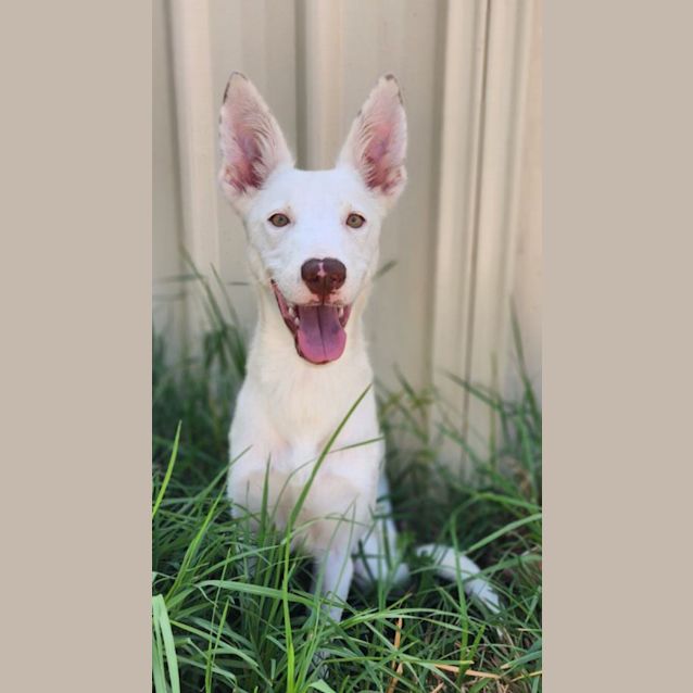 Photo of Henry 🌻