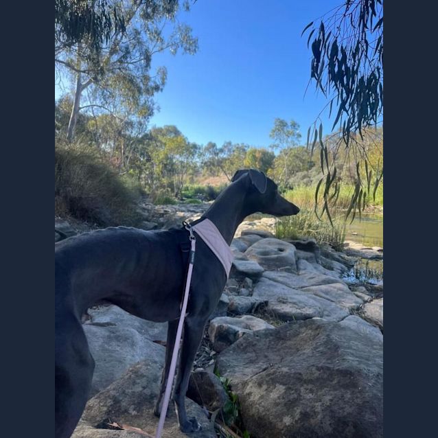 Photo of Noodle
