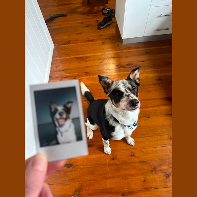 Photo of Zeus   2 Year Old Border Collie X (Trial)