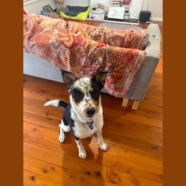 Photo of Zeus   2 Year Old Border Collie X (Trial)