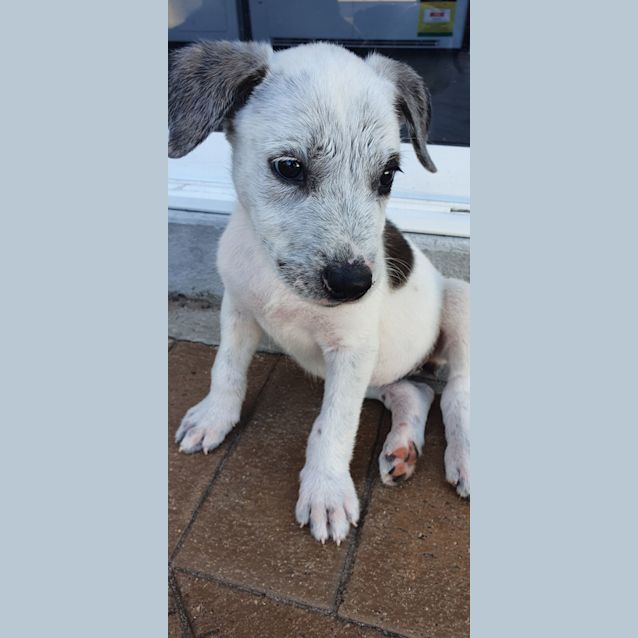 Photo of Shadow   11 Week Old Wolfhound X