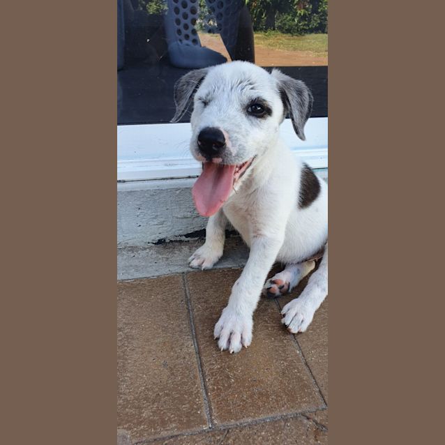 Photo of Shadow   11 Week Old Wolfhound X