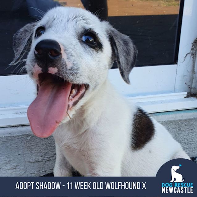 Photo of Shadow   11 Week Old Wolfhound X