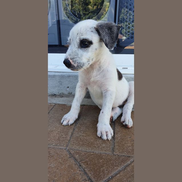 Photo of Shadow   11 Week Old Wolfhound X