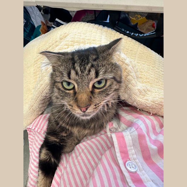 Photo of Brownie 