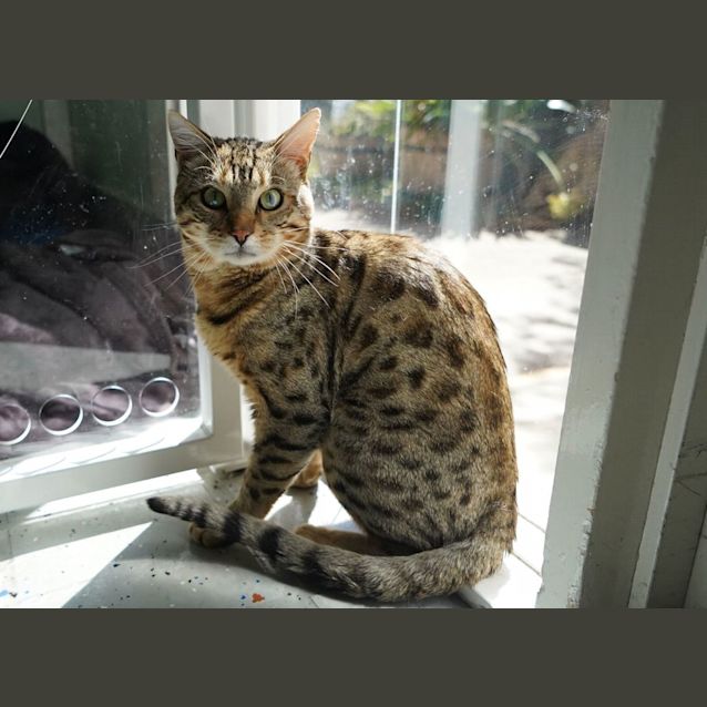 Photo of Ginger