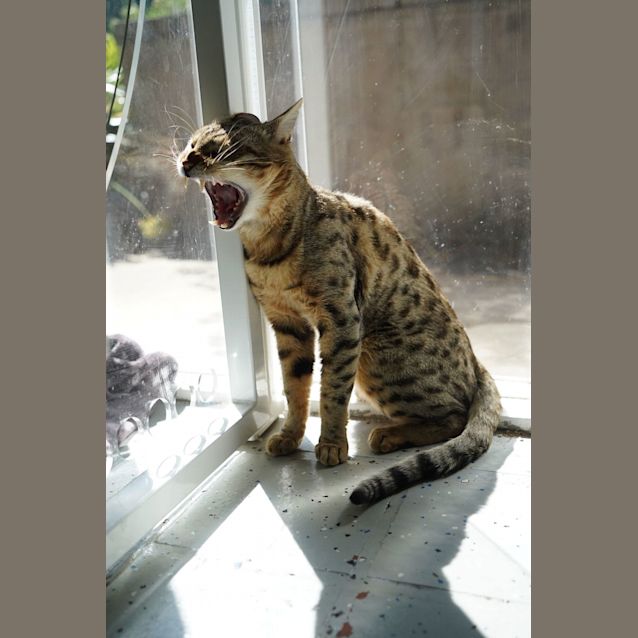 Photo of Ginger