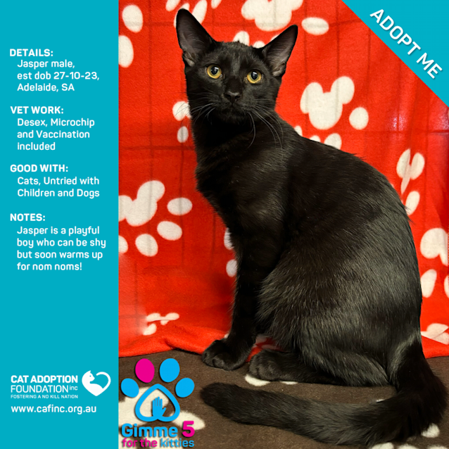 Photo of Jasper Just $50 Limited Time!