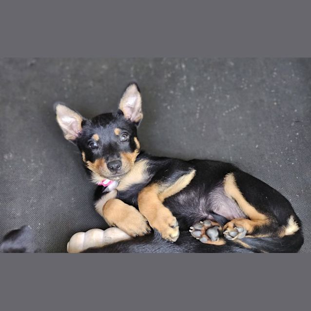 Photo of Daisy