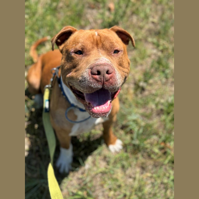 Photo of Colonel  Reduced Adoption Fee