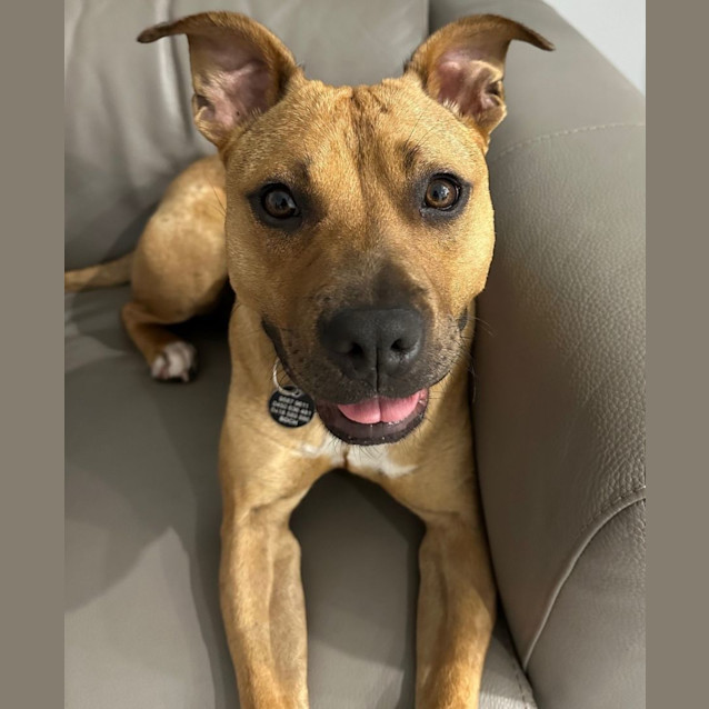 Photo of Cookie