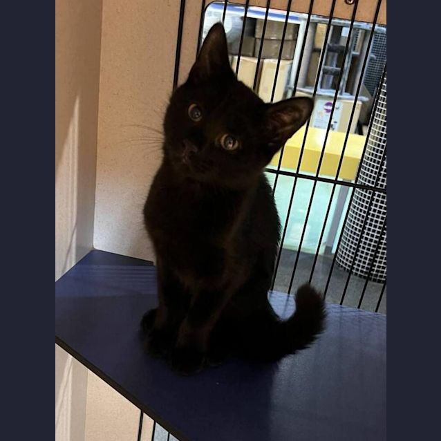Photo of Sooty