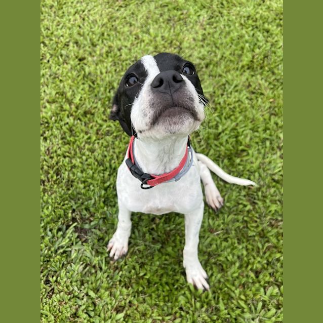 Photo of Oreo