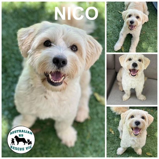 Photo of Nico 