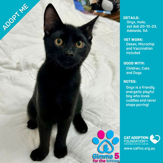 Photo of Onyx Just $50 Limited Time!