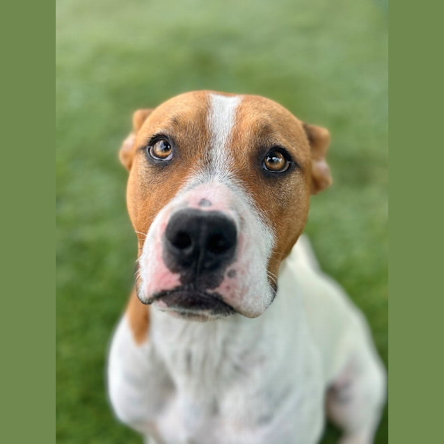 Photo of Diesel