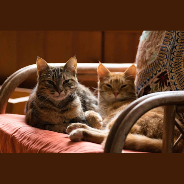 Photo of Sesame And Mila