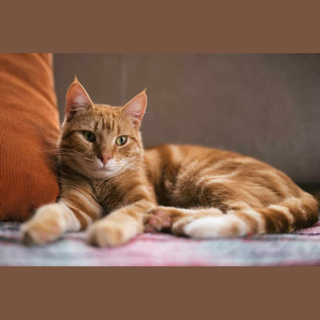 Photo of Sesame And Mila