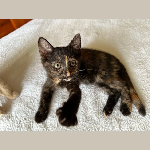 Photo of Gypsy
