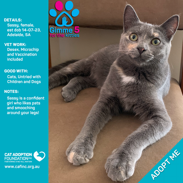 Photo of Sassy Just $50 Limited Time!