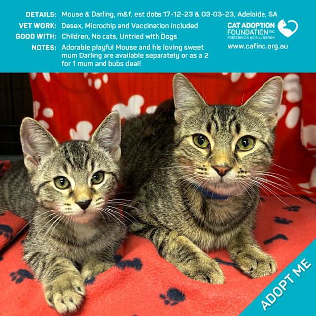 Photo of Mouse Mouse & Darling 2 For 1 Mum & Bubs Deal!