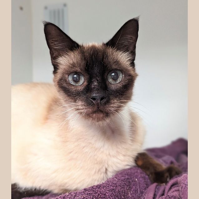 Photo of Simon