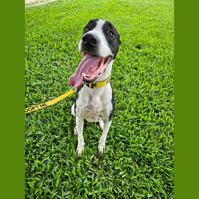 Photo of Sheeba