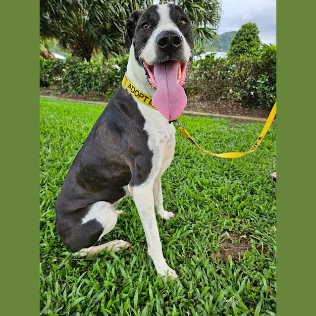 Photo of Sheeba