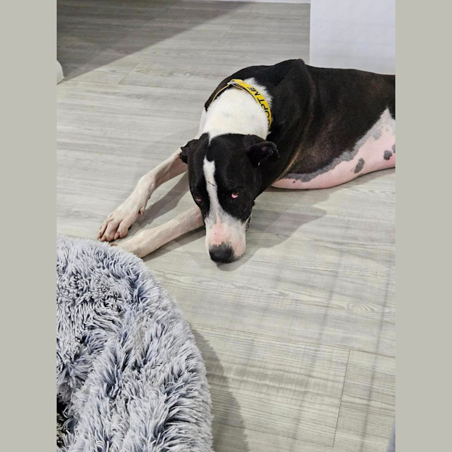 Photo of Sheeba