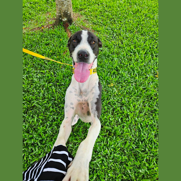 Photo of Sheeba