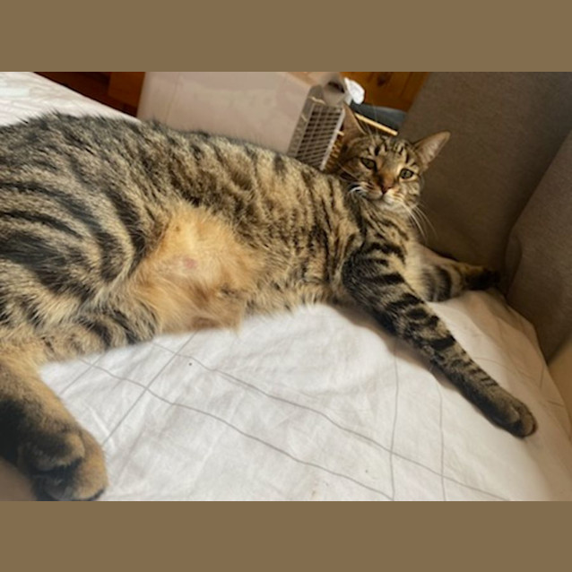 Photo of Herbert