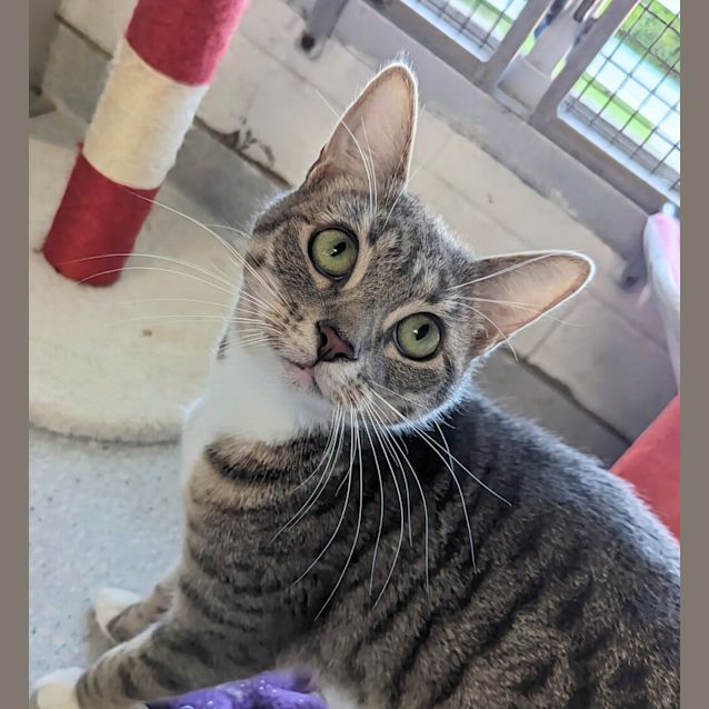Photo of Diamond