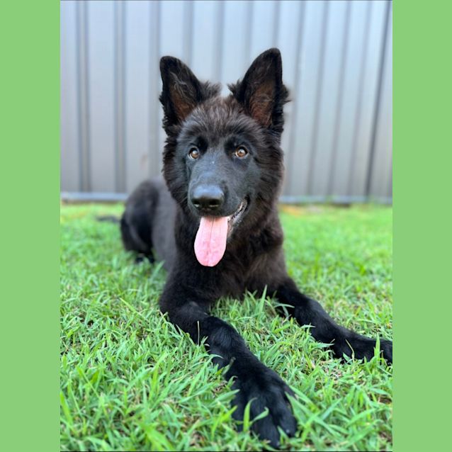 Photo of Pepper