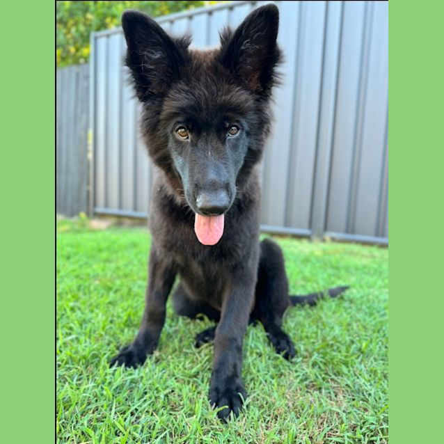 Photo of Pepper