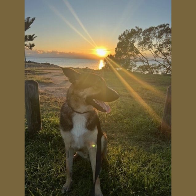 Photo of Hondo *$250 Adoption Fee* 