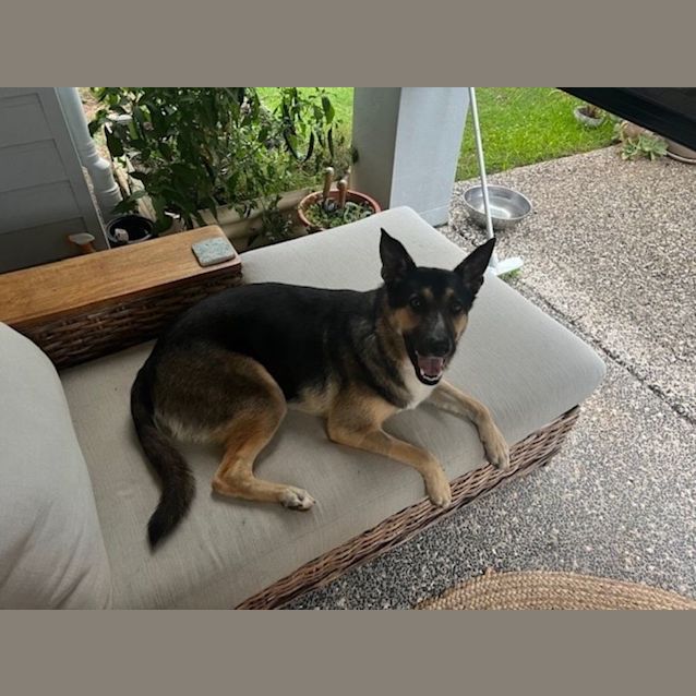Photo of Hondo *$250 Adoption Fee* 