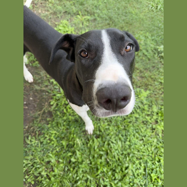 Photo of Apollo