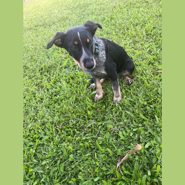 Photo of Dax