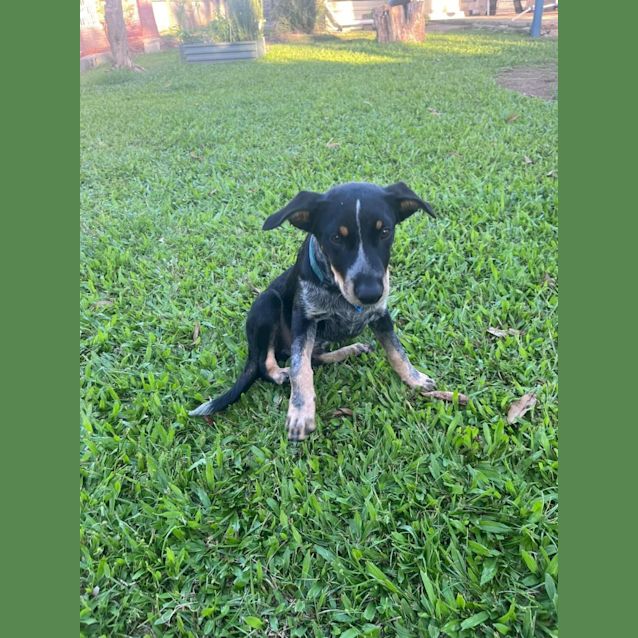 Photo of Dax