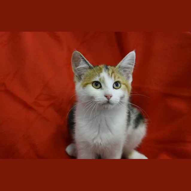 Photo of Crunchie