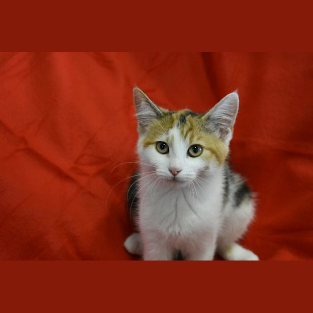 Photo of Crunchie