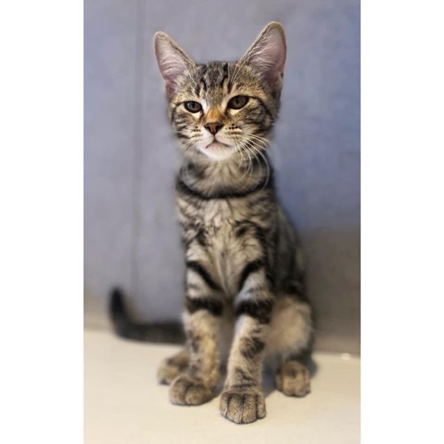 Photo of 10435   Savannah