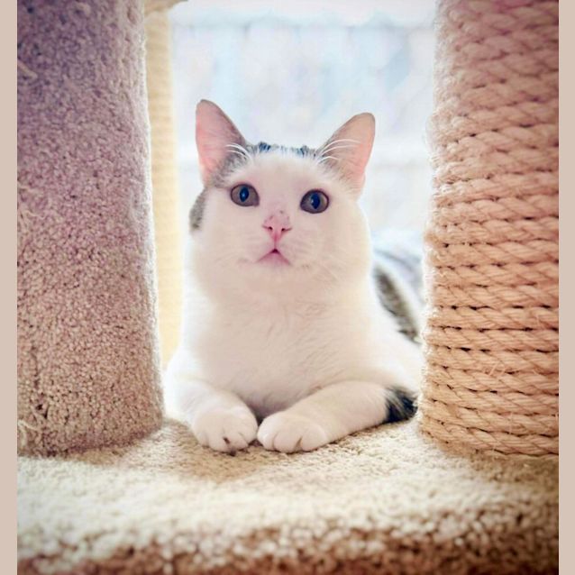 Photo of Reef   Located In Fawkner