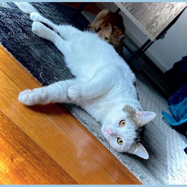 Photo of Reef   Located In Fawkner