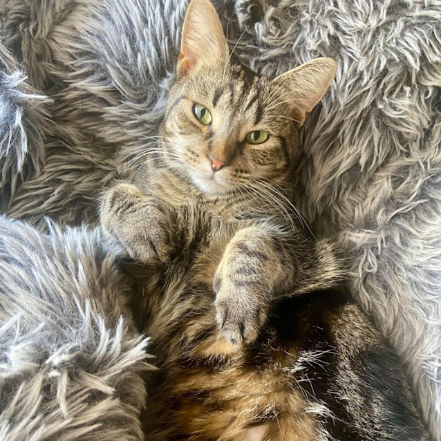 Photo of Nala   Located In Reservoir