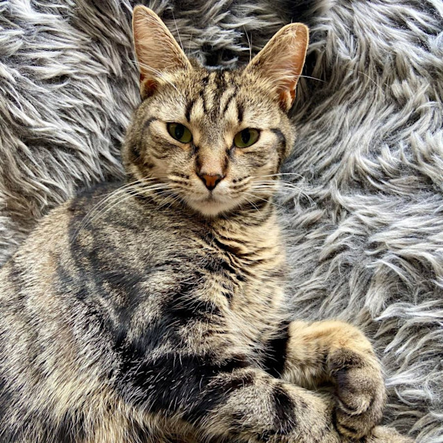 Photo of Nala   Located In Reservoir