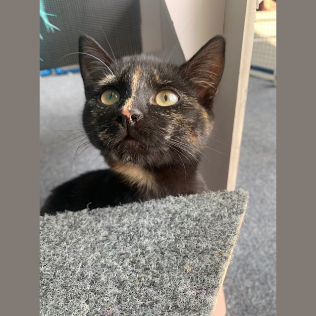 Photo of Cookie 